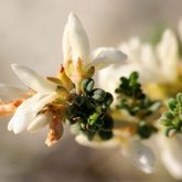 Fabaceae Indigofera brachystachya